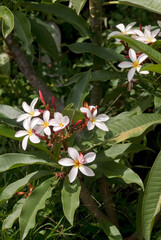 Common Frangipani (Plumeria rubra) in garden, Los Angeles, California, USA