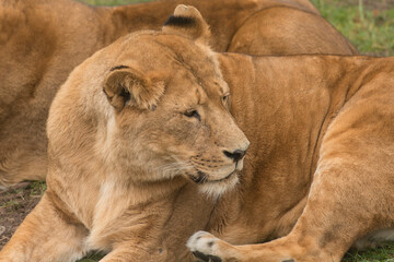 Löwen, Wildkatze, Löwenmähne