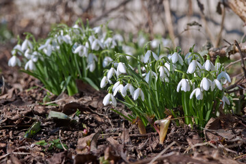 Snowdrop (Galanthus nivalis) in garden, Central Russia