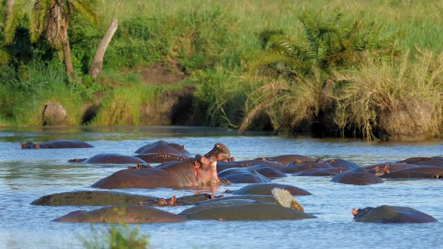 The African Hippopotamus is in the hippopotamus pond yawning. Rare wildlife footage captured during a scientific expedition in Tanzania, professional cinema equipment, Leica optics, downscale 6K.