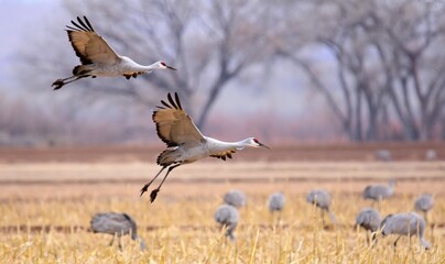  two sandhill cranes coming in for landing in a corn field in their winter habitat of bernardo...