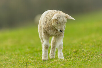 Obraz premium Lamb in Springtime. An inquisitive young lamb stood up and looking down at a buzzing insect. Facing forward. Close up. Clean background. Space for copy.