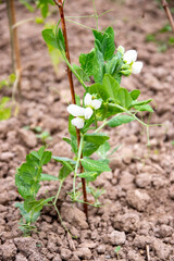 Fleurs de haricots nains