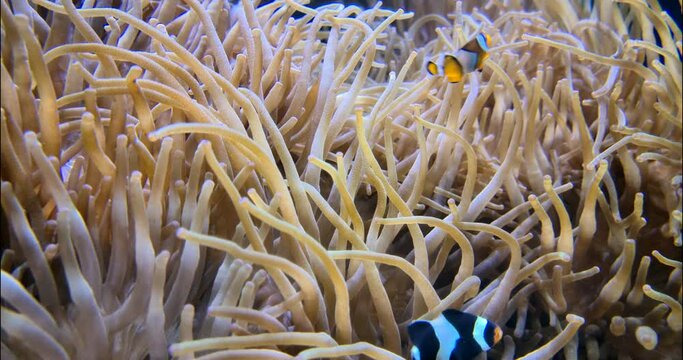 Clownfish Or Anemonefish And Sea Anemone Partnership, Closeup View - DCi 4K Video
