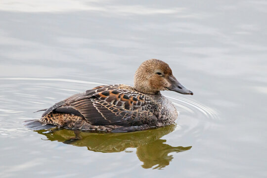 Female King Eider Somateria spectabilis Swimming on river in Moscow. Cute rare northern duck in wildlife.