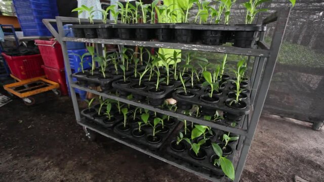plantain seedlings are planted in the newly made banana greenhouse