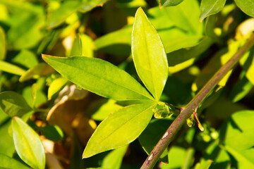 yellow jasmine leaves on a branch in the garden, green natural background, bright green young leaves, early spring