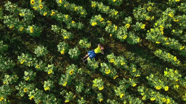 girl lies in a field of sunflowers, a smooth departure, aerial photography.