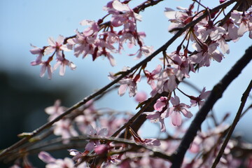 桜の花