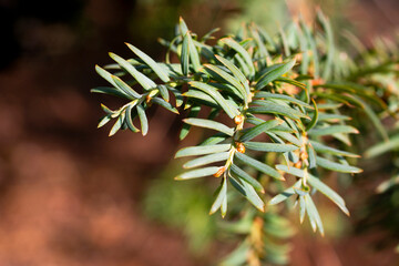 Green branch of juniperus virginiana or virginian juniper or eastern