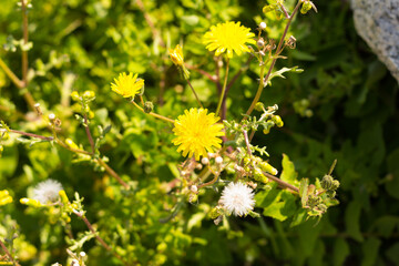 Yellow and white dandelion flower