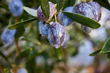 Olive branch with olives
