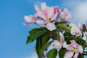 Вackground spring- flowers apple