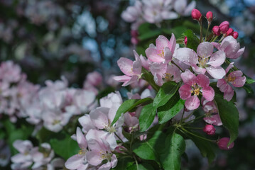 Вackground spring- flowers apple