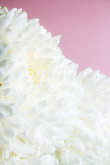White flowers peonies on pink background. Side view, copy space