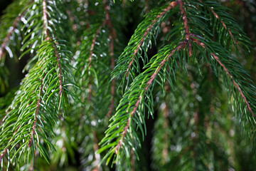 Spruce branch. Beautiful branch of spruce with needles. Christmas tree in nature. Green spruce. natural green background
