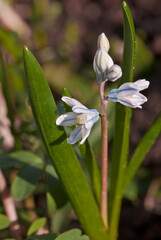 Fototapeta premium Puschkinia (Puschkinia scilloides) in garden, Central Russia