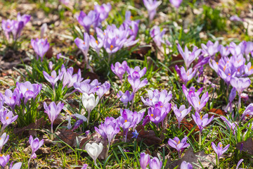 Blühende Krokusse, Close-Up, Deutschland, Europa