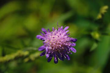 Blooming clover in the meadow on a sunny day.