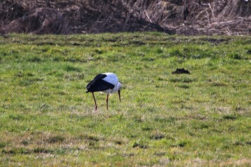 Ein Storch sucht nach Futter in den Weiden