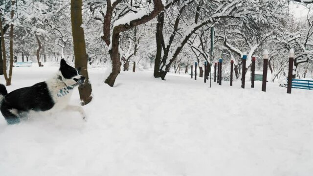 dog in winter in the park