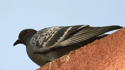 Beautiful pigeon standing in line on the edge of house roof,looking around