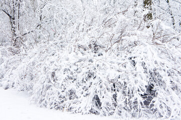 Branches of trees under the snow that fell in the spring in the old park.