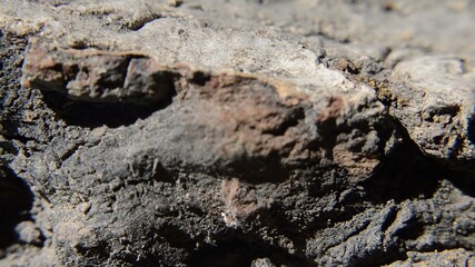 Close up view of broken tree bark rotate