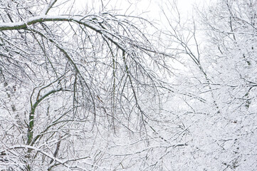 Branches of trees under the snow that fell in the spring in the old park.