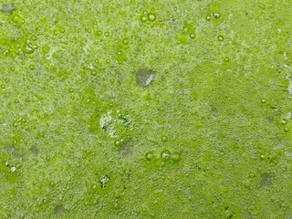 Texture of the wastewater, green dirty water background
