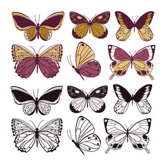 Butterflies wild insect set. Arthropod animals. Vector illustration.
