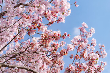 春が来る　満開の桜と青空
