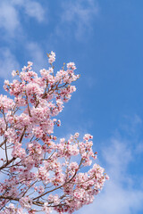 春が来る　満開の桜と青空