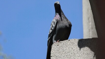 Beautiful pigeon standing in line on the edge of house roof,looking around