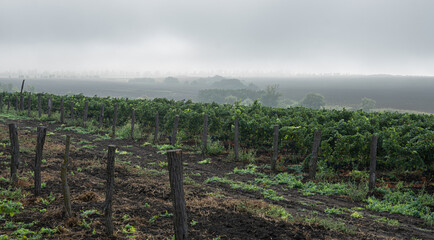 Fototapeta na wymiar Vineyard in the early morning-road, fog, dew, cloudy.