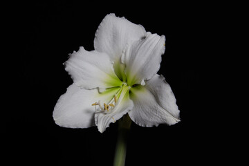 Fototapeta na wymiar Close up of a single white amaryllis flower blossom isolated on black background
