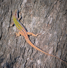 Large lizard with green back.
Wildlife in Italy. Chromatic variability.
Field lizard rests on a large log and warms up in the sun.