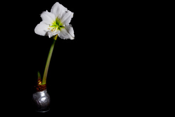 Single white amaryllis flower blossom with wax bulb isolated on black background with copy space