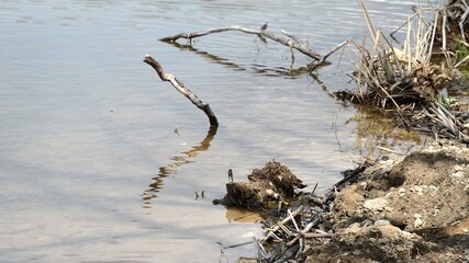 Old drift wood tree lying in the rippling water