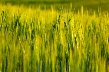 Beautiful young green field in the countryside, background.