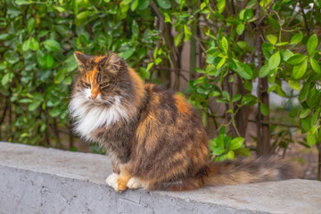 Naklejka na ściany i meble cat in the garden