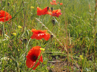Poppy meadow in the light of the setting sun, poppy and cornflower