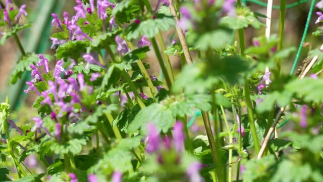 ホトケノザ(仏の座)の花の動画