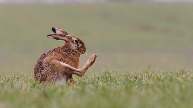 European hare (Lepus europaeus) , foot care , scratching , itch 