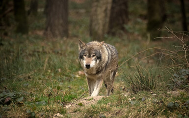 Ein einzelner Wolf im Wald