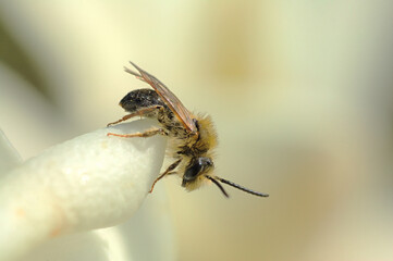 Nahaufnahme einer Sandbiene auf einer weißer Blüte