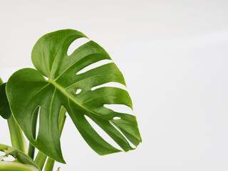 Fototapeta na wymiar Green monstera leaves on a white background, copy space for text