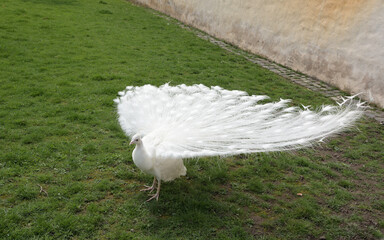 Ein wei&szlig;er Pfau 