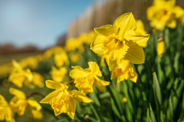 Bunch of yellow daffodils flowers blooming in spring outdoor. Beautiful bright floral background with copy space. © salarko
