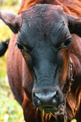 A young brown cow has a mouthful of grass leaves and looking at the camera while chewing. Close up frontal face portraiture photograph.